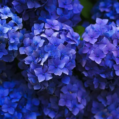 Easy Welcome Ortensia Blu דירה בלאג'יו